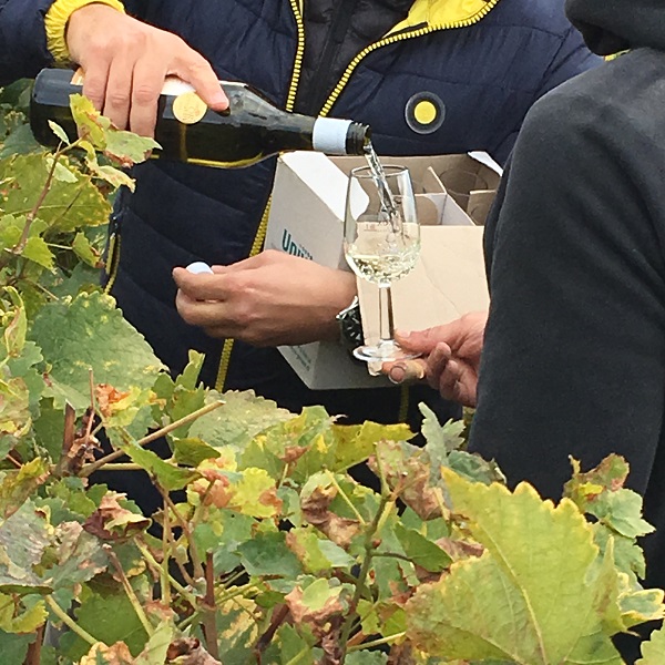 Vendanges 2020